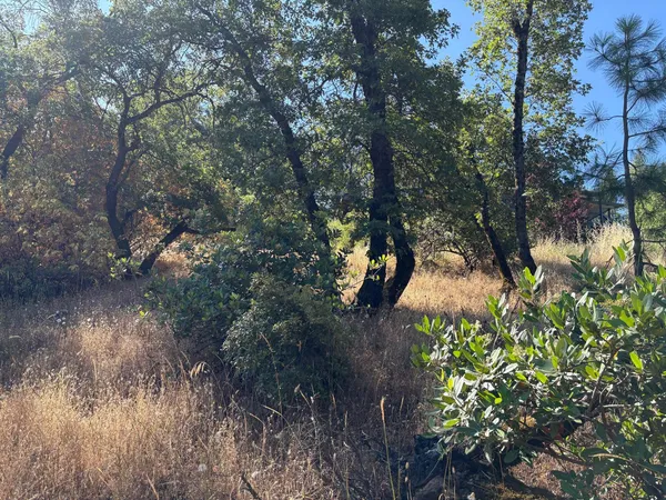a view of a tree in a yard