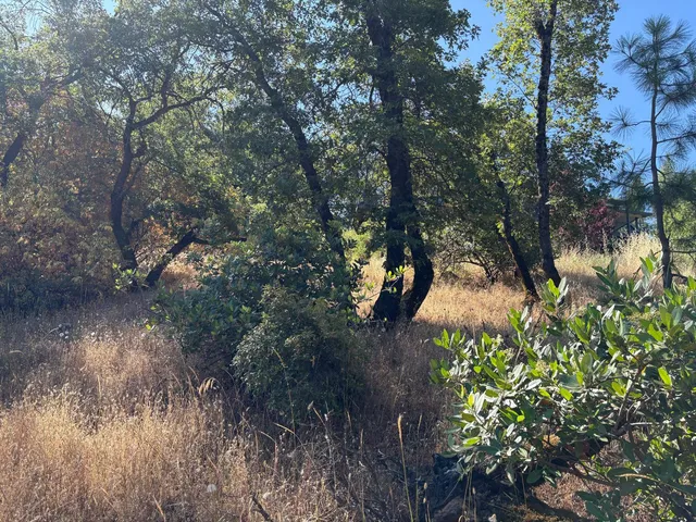 a view of a tree in a yard