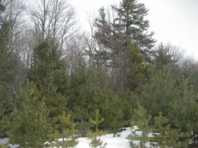 Tbd Martha Lake Road Mercer, WI 54547 - Photo 13 of 16 Gallery Image 13