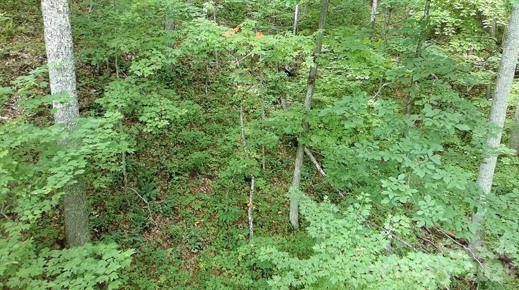 1873 Unahala Creek Road Bryson City, NC 28713 - Photo 10 of 11