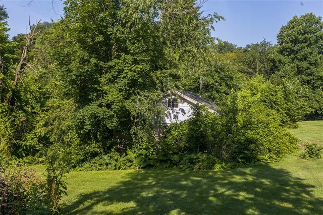 a view of a lush green forest