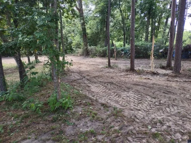 a view of a forest with trees in the background
