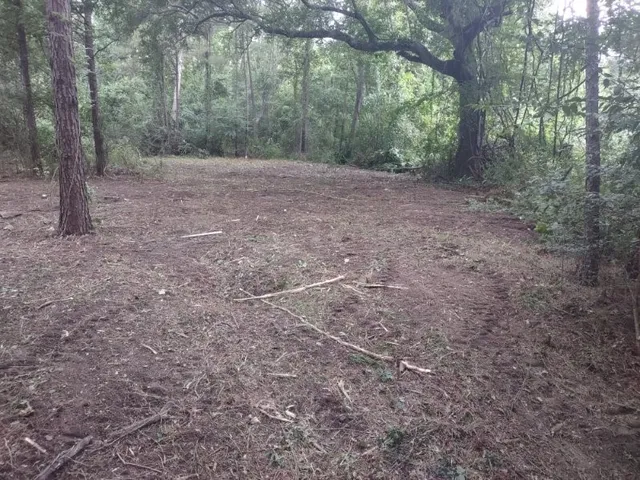 a view of a forest with trees in the background