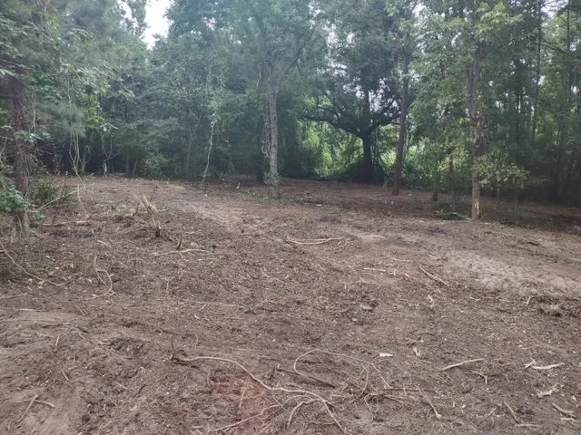 a view of a forest with trees in the background