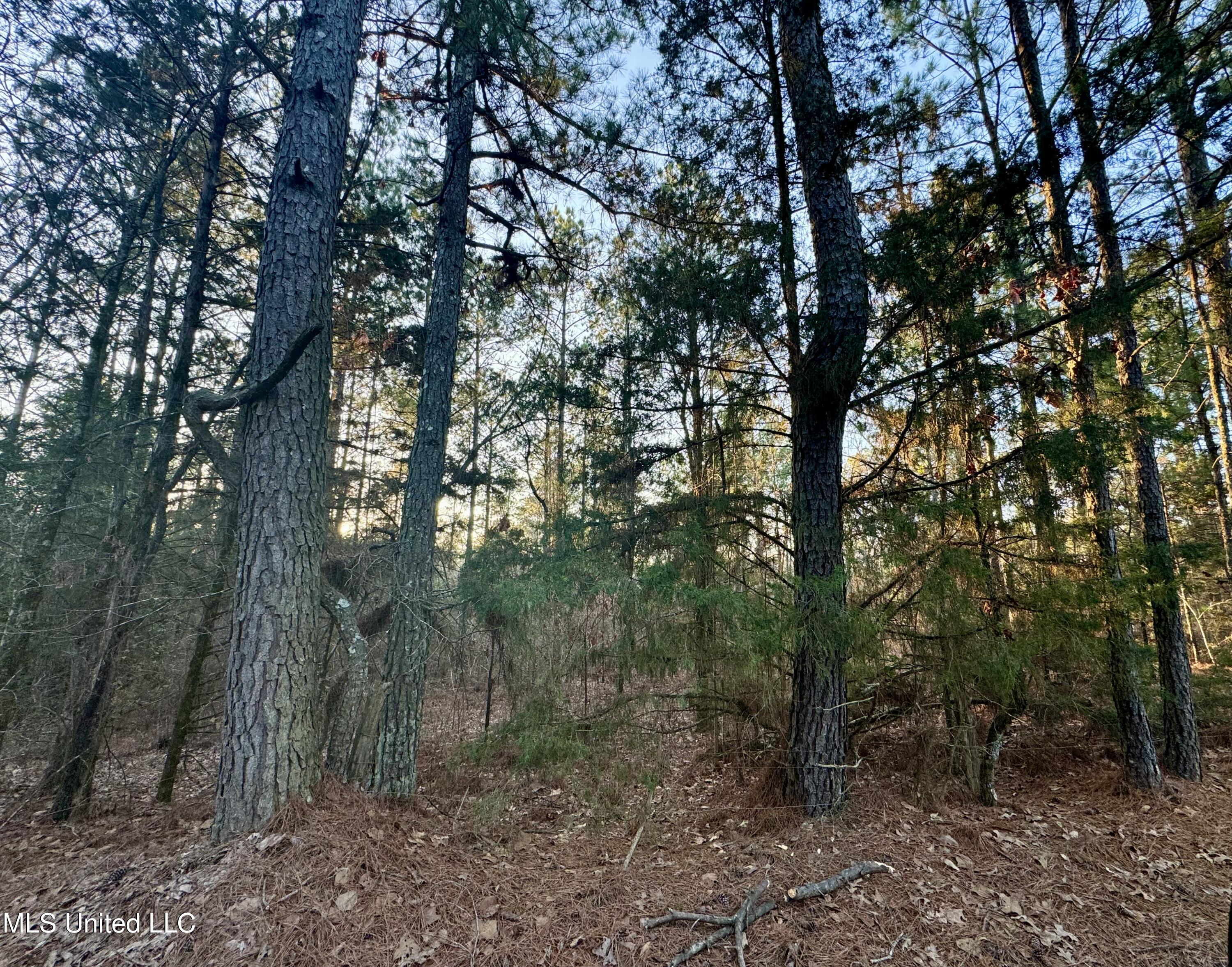 1113 County Road Kosciusko, MS 39090 - Photo 5 of 8 IMG_1128