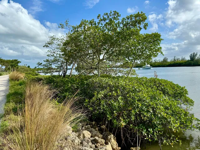 a view of a lake with a yard