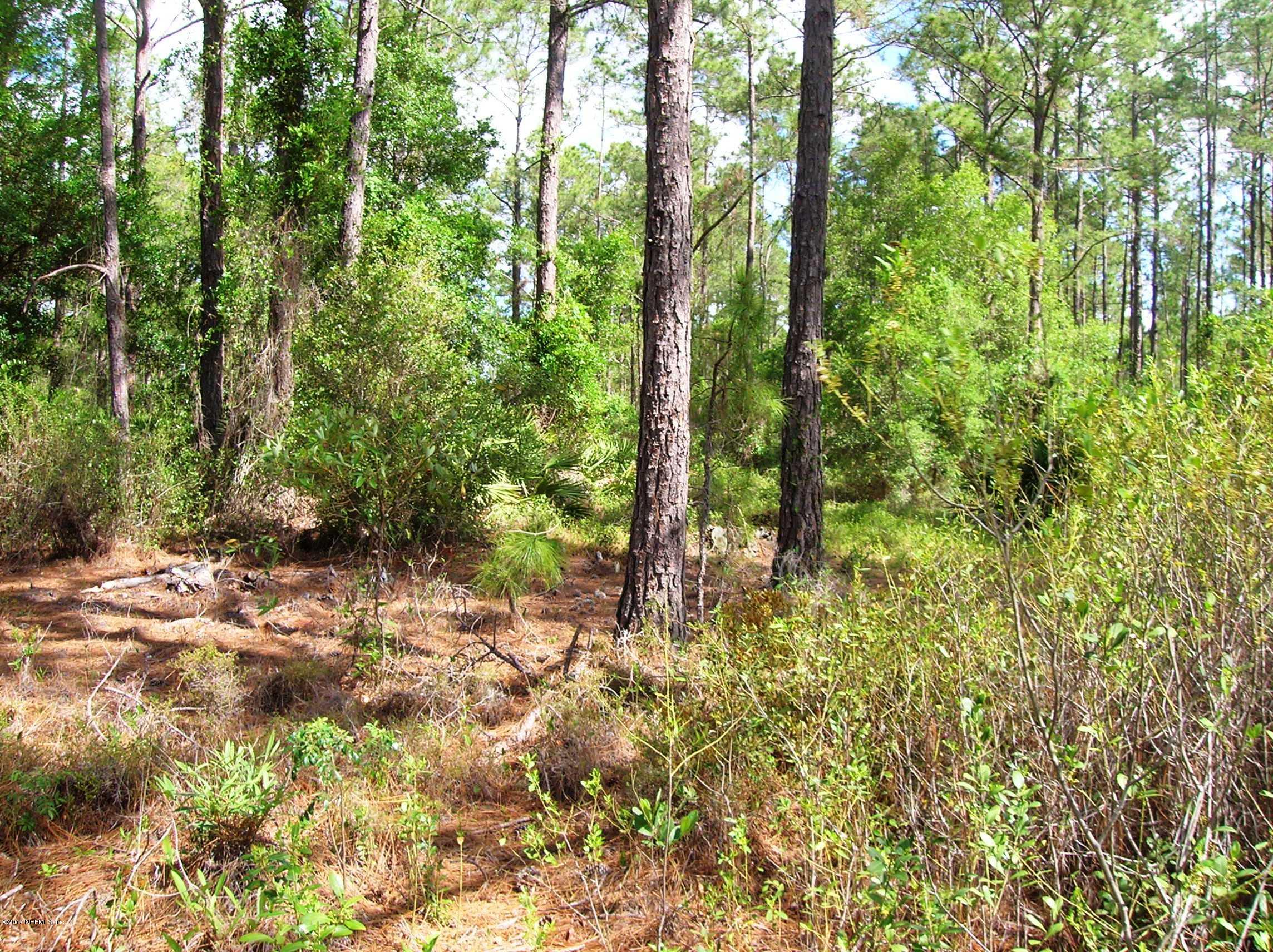 224 Georgetown Denver Road Georgetown, FL 32139 - Photo 6 of 10 Nice pines