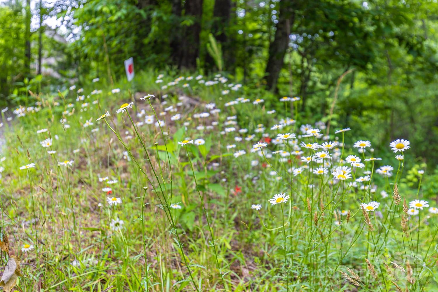 109 Tumblebug Trail Road Flat Rock, NC 28731 - Photo 21 of 22