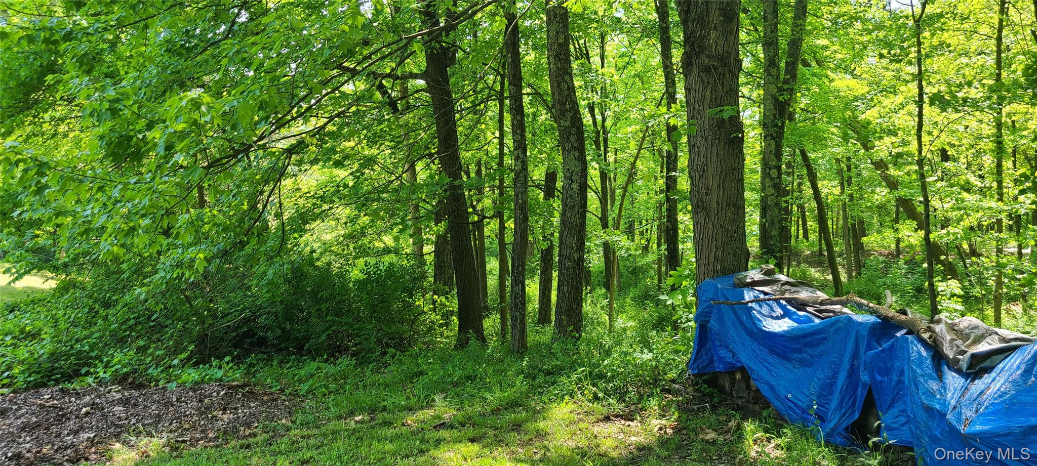 71-79 Dashville Road New Paltz, NY 12561 - Photo 6 of 11 a yard with lots of green space