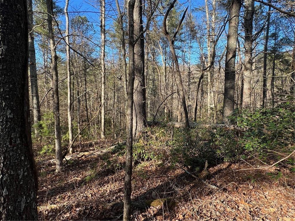 0 Trout Line Court Talking Rock, GA 30175 - Photo 14 of 50 a view of a forest