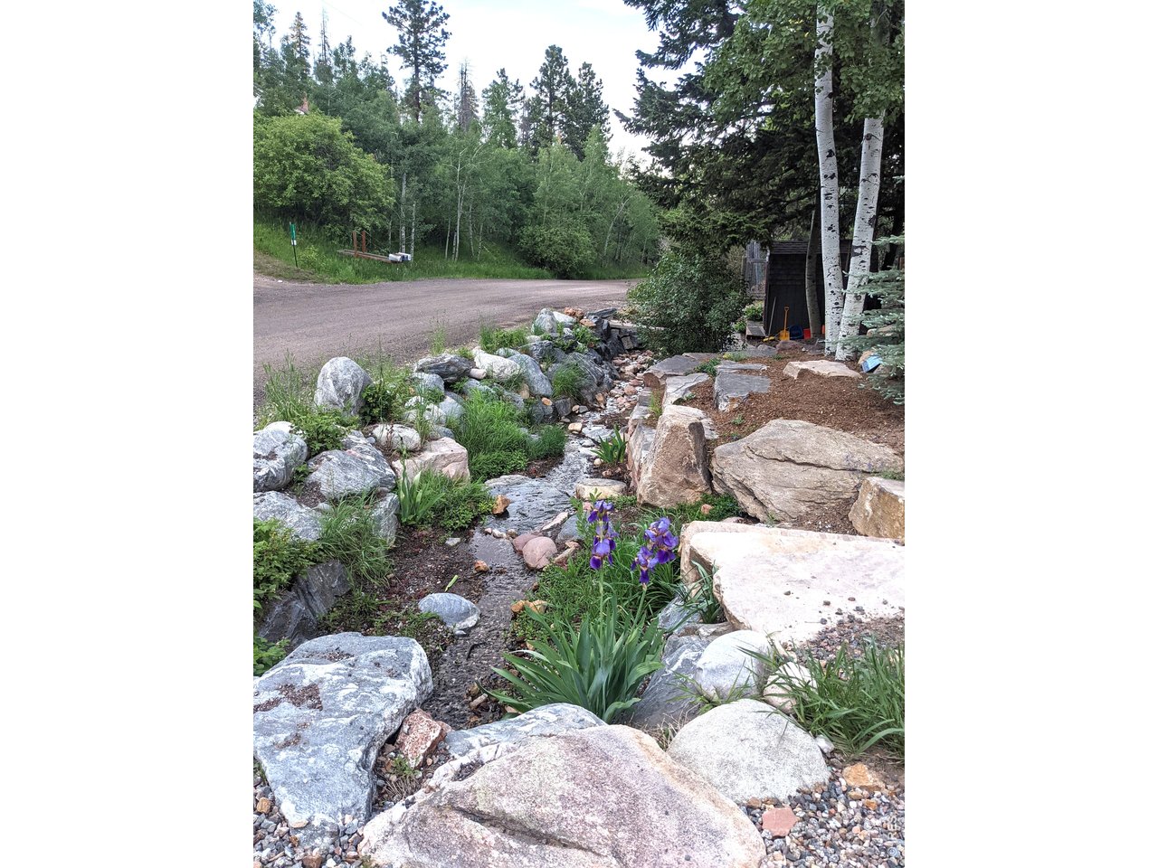 11826 Brook Road Golden, CO 80403 - Photo 28 of 28 Native Plantings in Swale