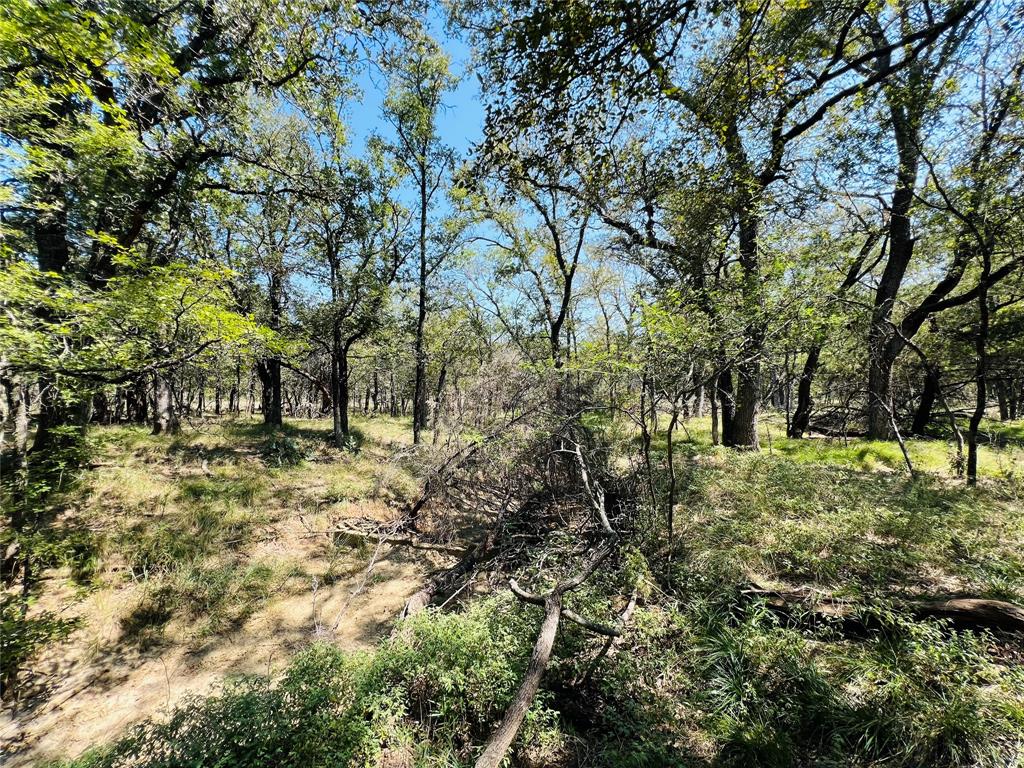 20 Ih Santo, TX 76472 - Photo 16 of 38 View of nature