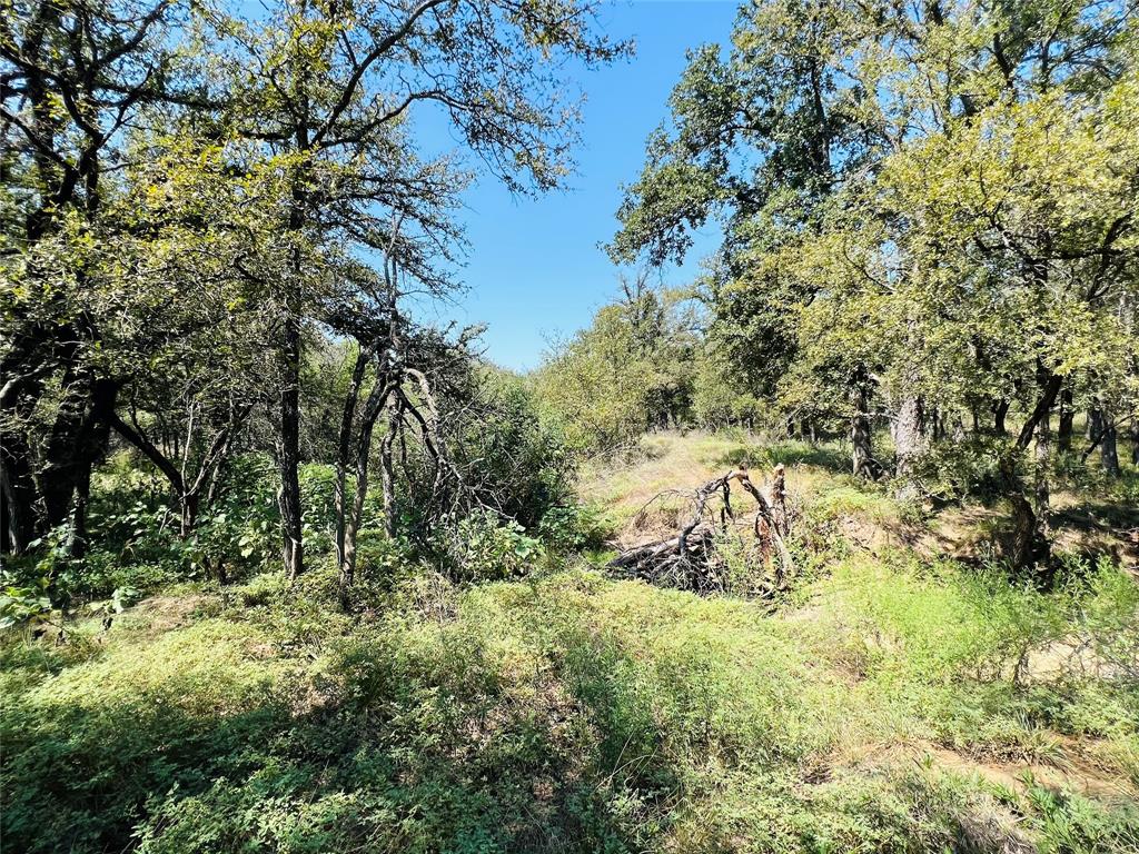 20 Ih Santo, TX 76472 - Photo 2 of 38 View of woods