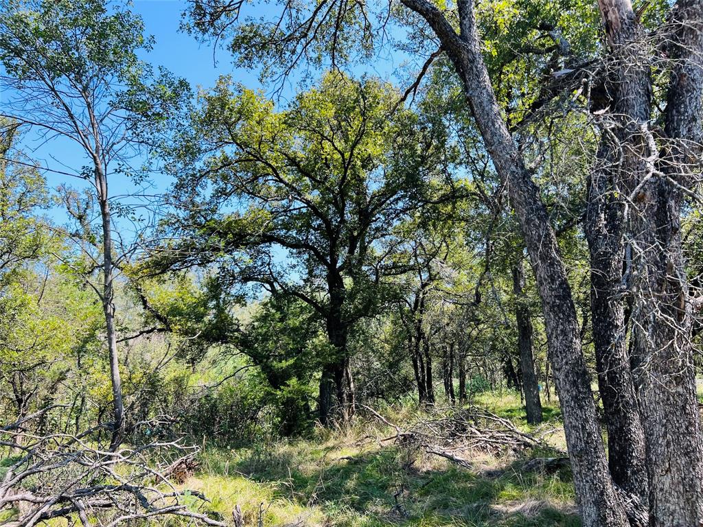 20 Ih Santo, TX 76472 - Photo 6 of 38 View of woods