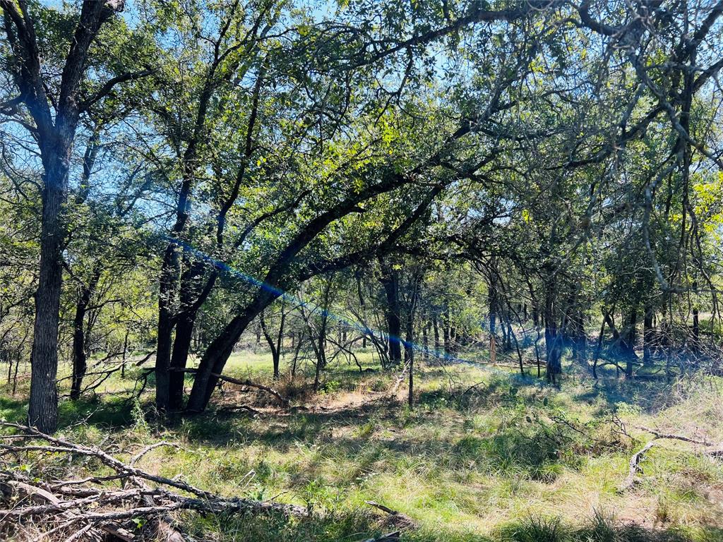 20 Ih Santo, TX 76472 - Photo 9 of 38 View of local wilderness