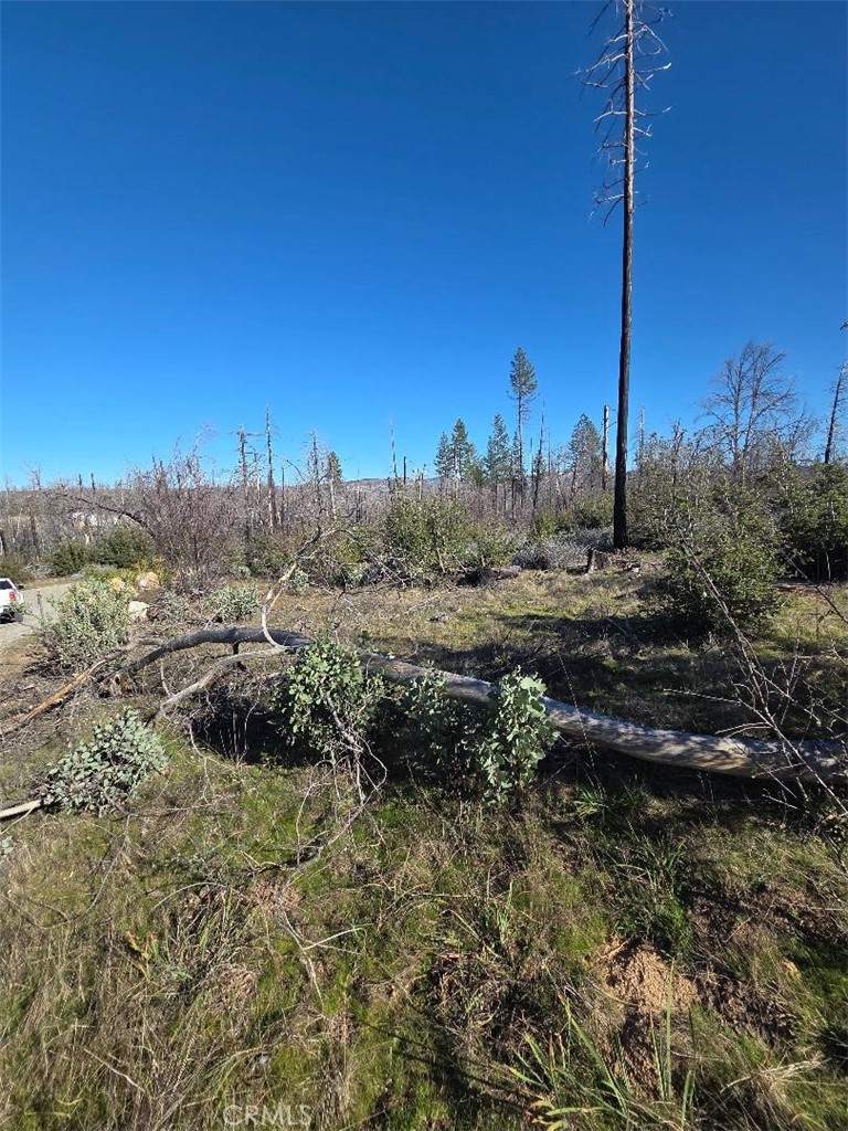 374 Jatko Road Berry Creek, CA 95916 - Photo 7 of 27 a view of a yard with trees