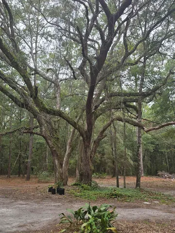 $90,000 | 350 Tall Pine Drive, Havana, FL 32333