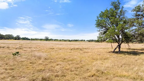a view of a tree in a yard