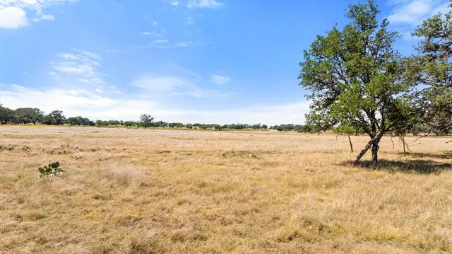 a view of a tree in a yard