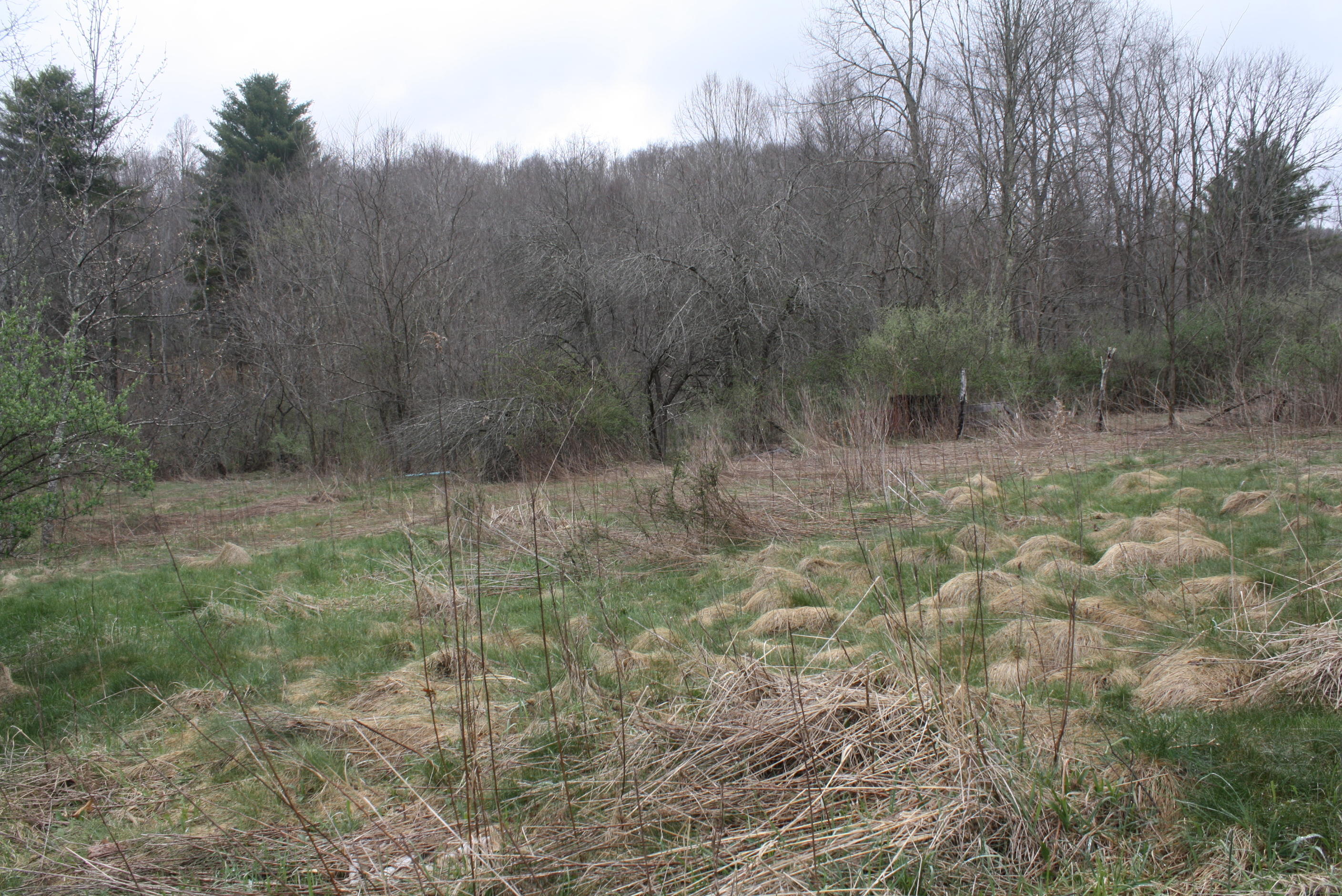 Will Dodd Road Jumping Branch, WV 25969 - Photo 2 of 9 Gallery Image 2