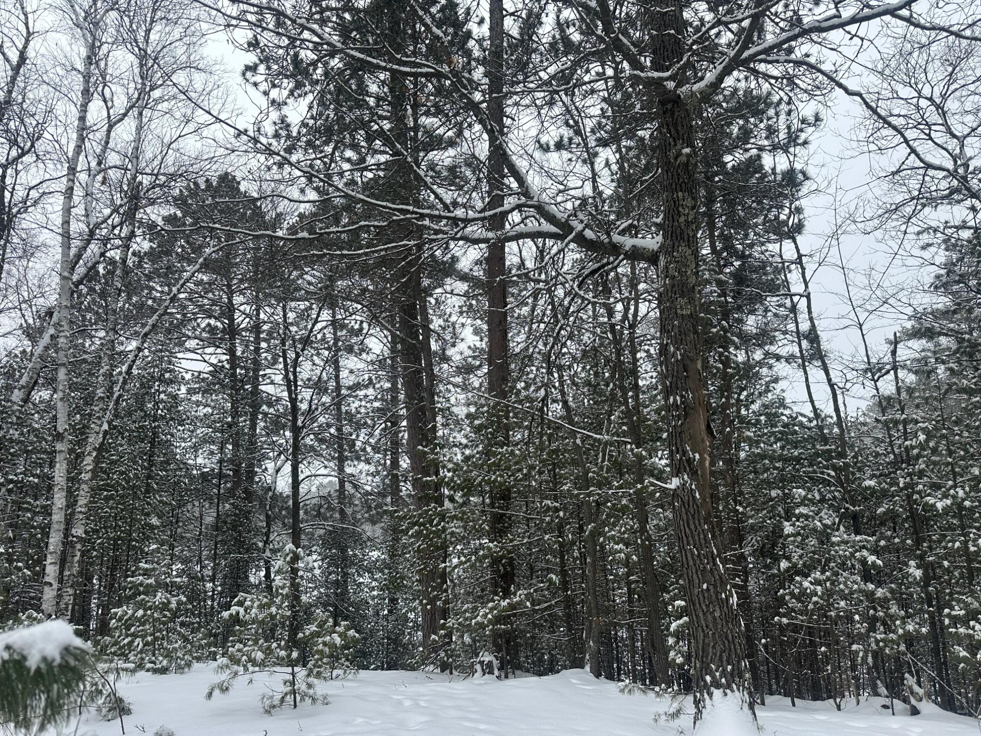 On Wakefield Lake Road, Unit LOT #24 St. Germain, WI 54558 - Photo 10 of 14 Gallery Image 10