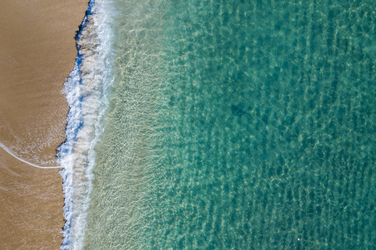 719 North Ocean Boulevard Delray Beach, FL 33483 - Photo 54 of 56 a close up of a plant in a forest