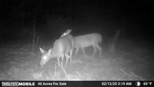 6157 Martin Sewell Road Altha, FL 32421 - Photo 9 of 37 Gallery Image 9