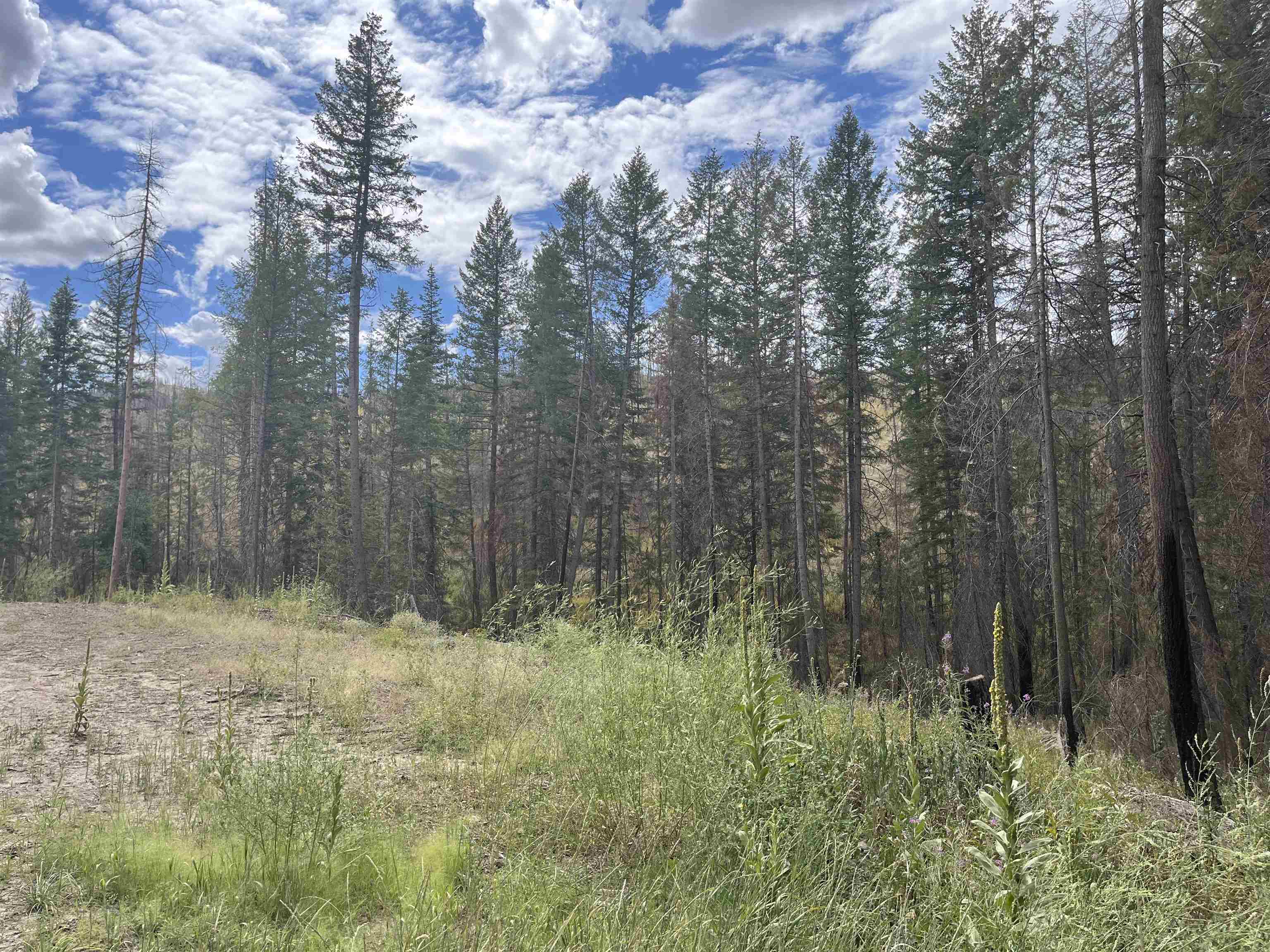 Lot 11 Rail Canyon Road Tumtum, WA 99034 - Photo 4 of 11