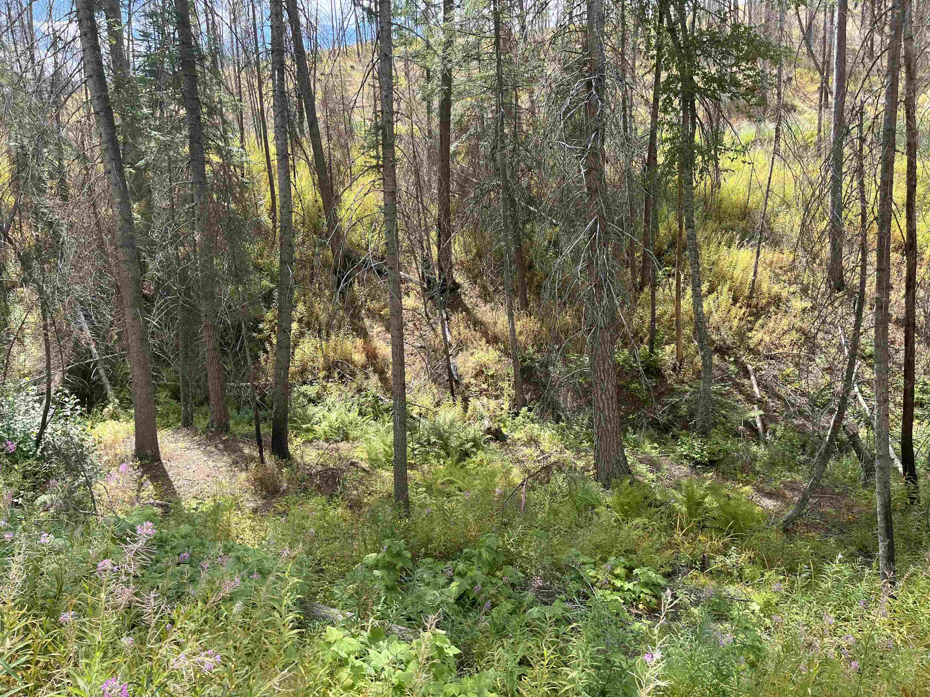 Lot 11 Rail Canyon Road Tumtum, WA 99034 - Photo 6 of 11