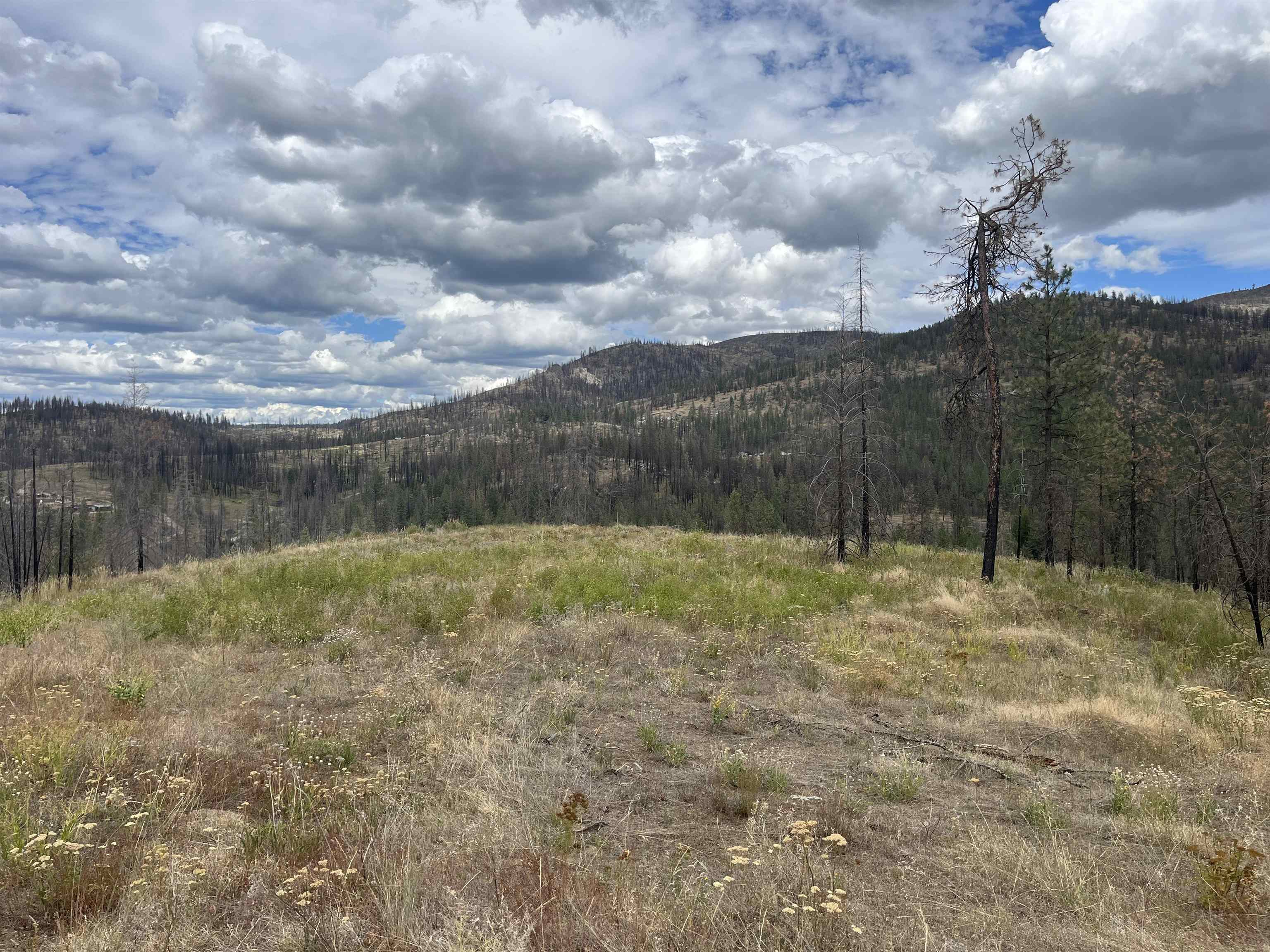 Lot 11 Rail Canyon Road Tumtum, WA 99034 - Photo 8 of 11