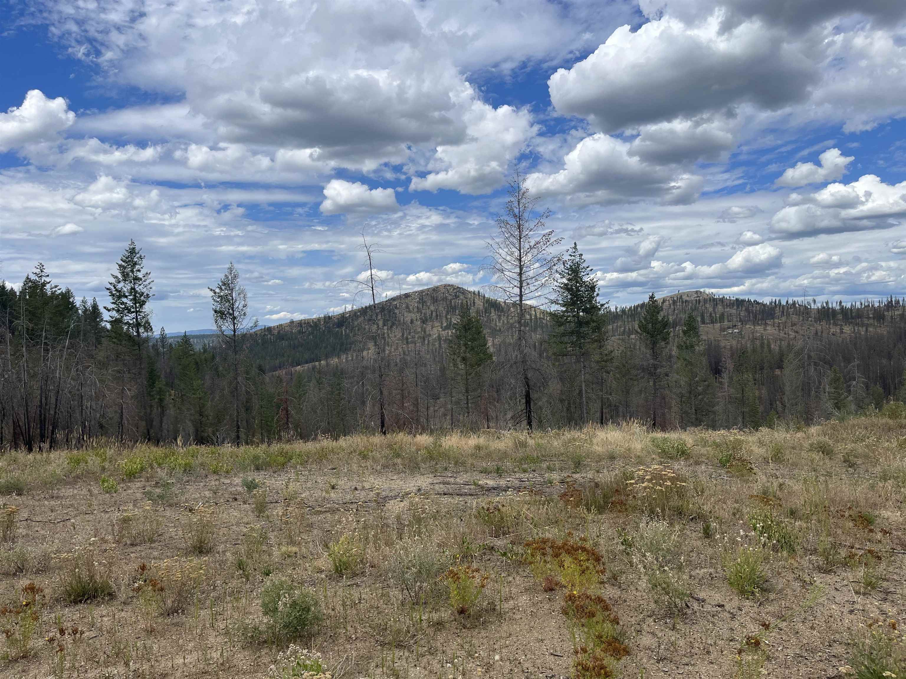 Lot 11 Rail Canyon Road Tumtum, WA 99034 - Photo 9 of 11