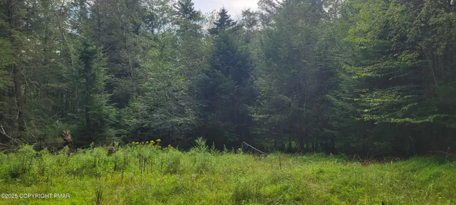 a view of a lush green forest