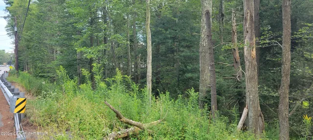 a view of a lush green forest