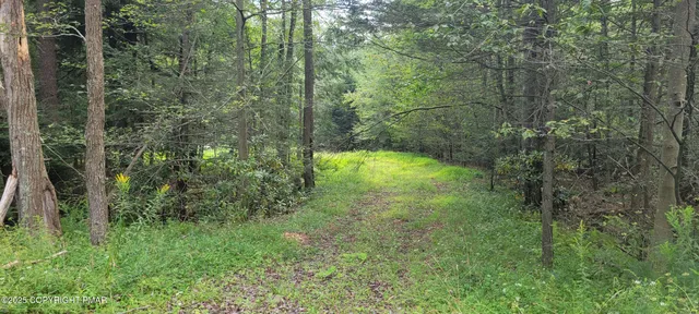a view of a forest with a tree