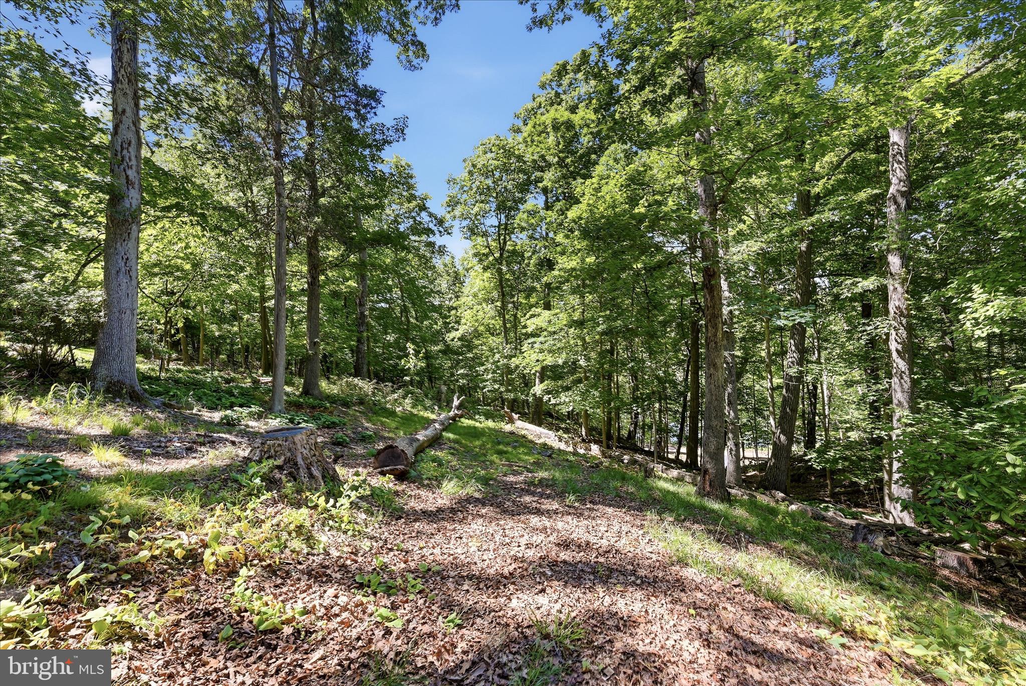 198 Spruce Road Front Royal, VA 22630 - Photo 51 of 59 a backyard of a house with lots of green space