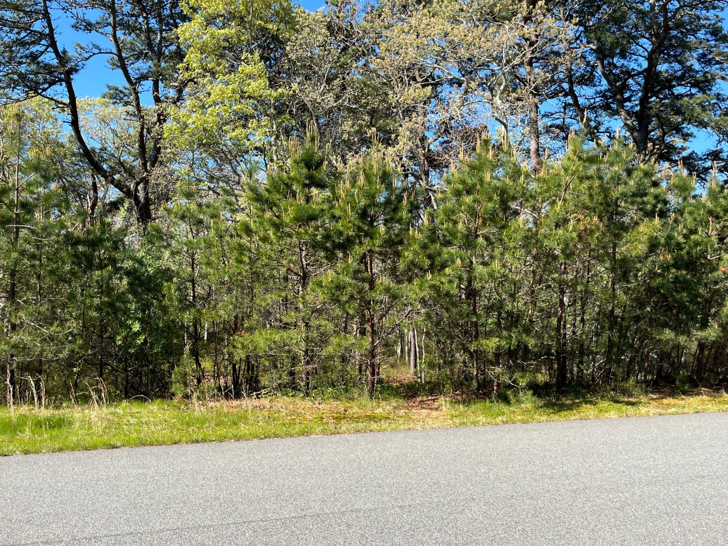 34 Paddock Road Oak Bluffs, MA 02557 - Photo 4 of 6