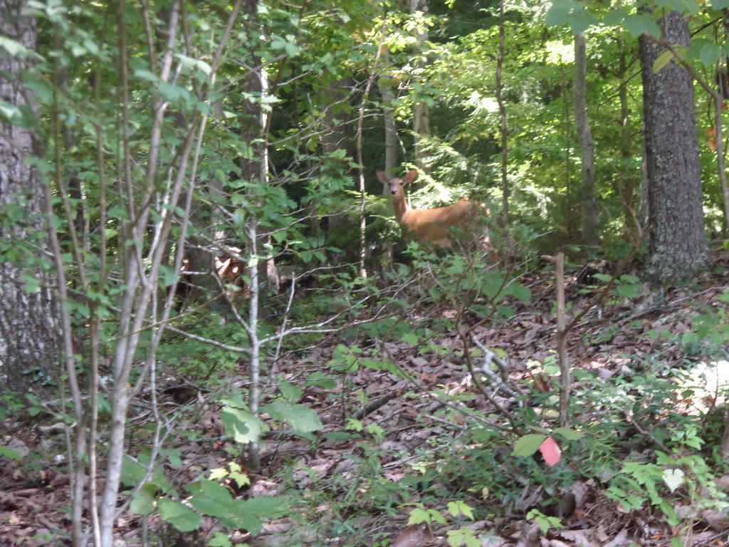 102 Ditman Lane Oak Ridge, TN 37830 - Photo 27 of 28 deer