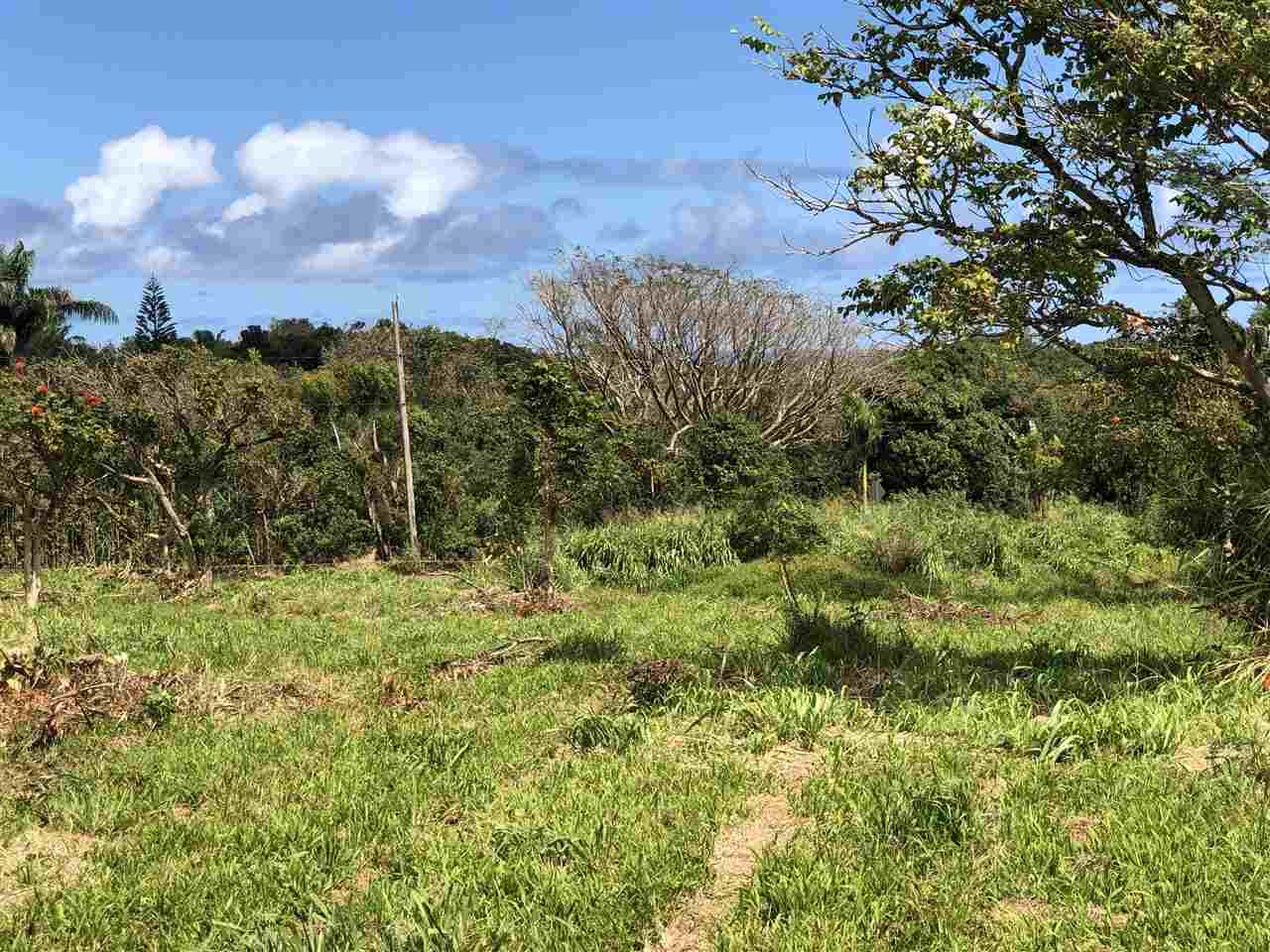 653 Kauhikoa Road, Unit A Haiku, HI 96708 - Photo 5 of 28 a view of a yard with a tree