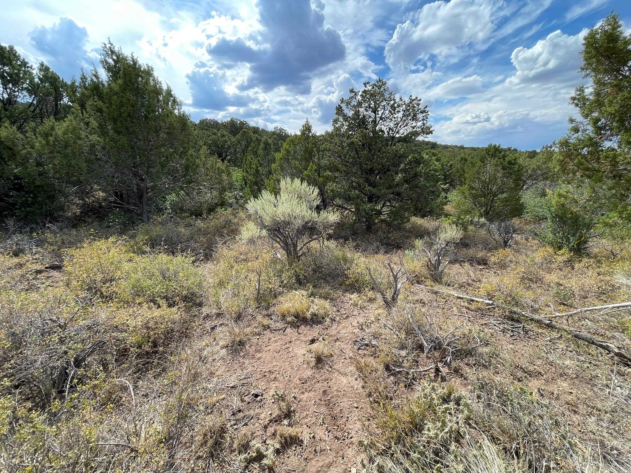 18973 Elk Reserve Road Glade Park, CO 81523 - Photo 12 of 21 a view of a yard with a tree