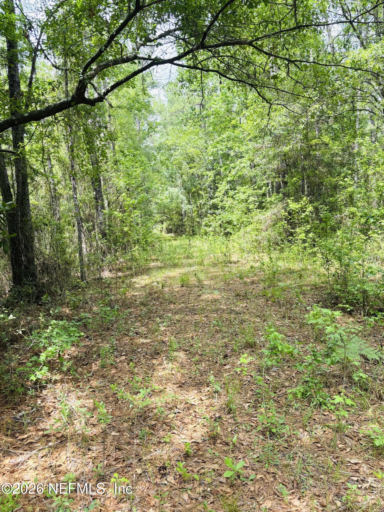 0 Lake Hampton Road Hilliard, FL 32046 - Photo 18 of 23 a view of a yard with a tree