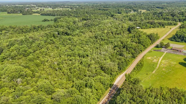 a view of a forest with a street