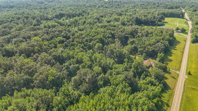 a close up of a plant in a garden