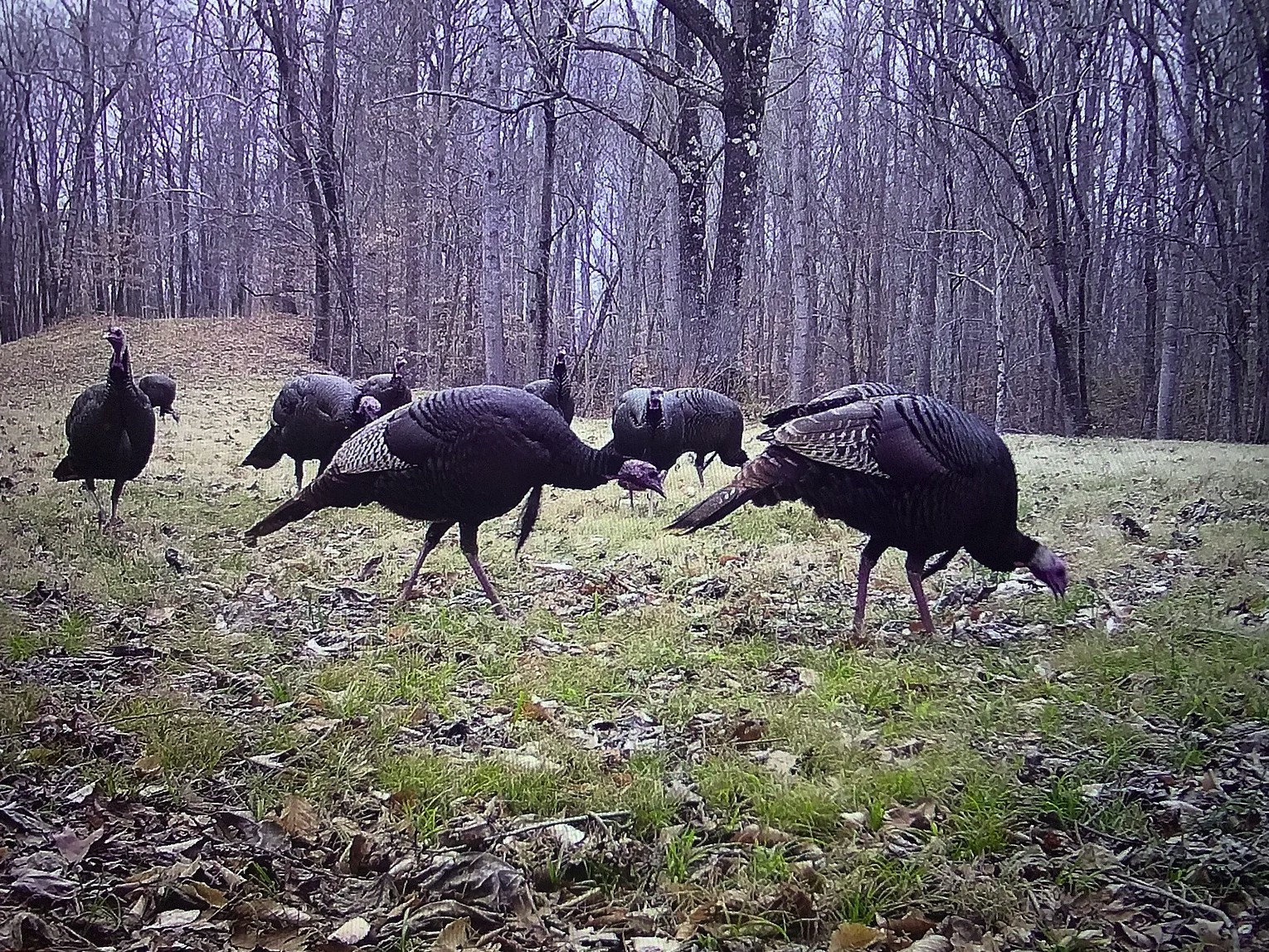 296 South Skunk Hollow Road Dover, TN 37058 - Photo 51 of 96
