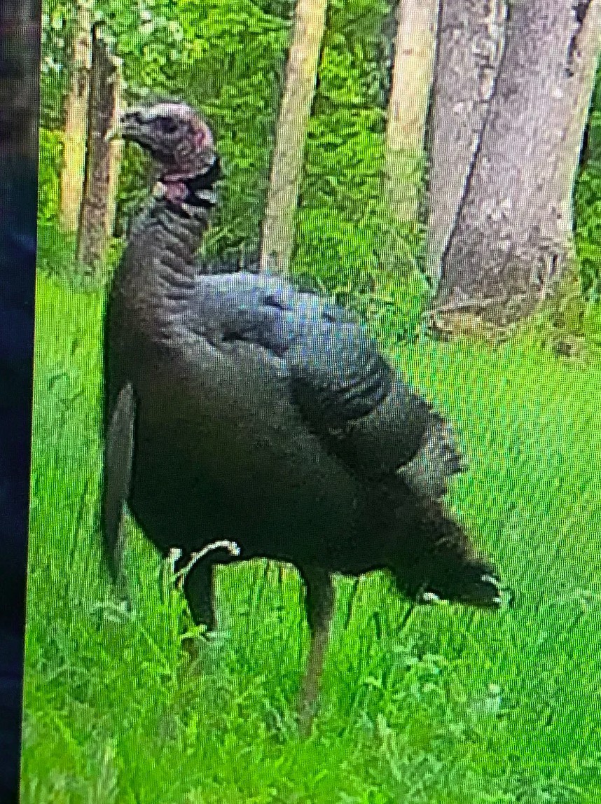 296 South Skunk Hollow Road Dover, TN 37058 - Photo 52 of 96