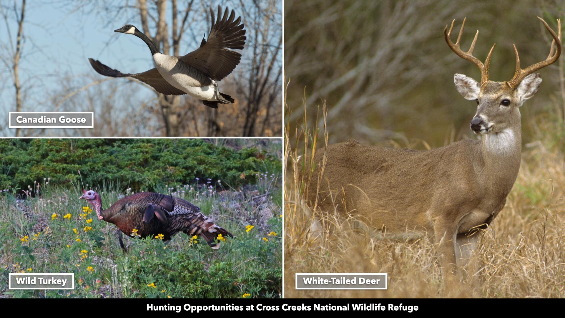 296 South Skunk Hollow Road Dover, TN 37058 - Photo 62 of 96