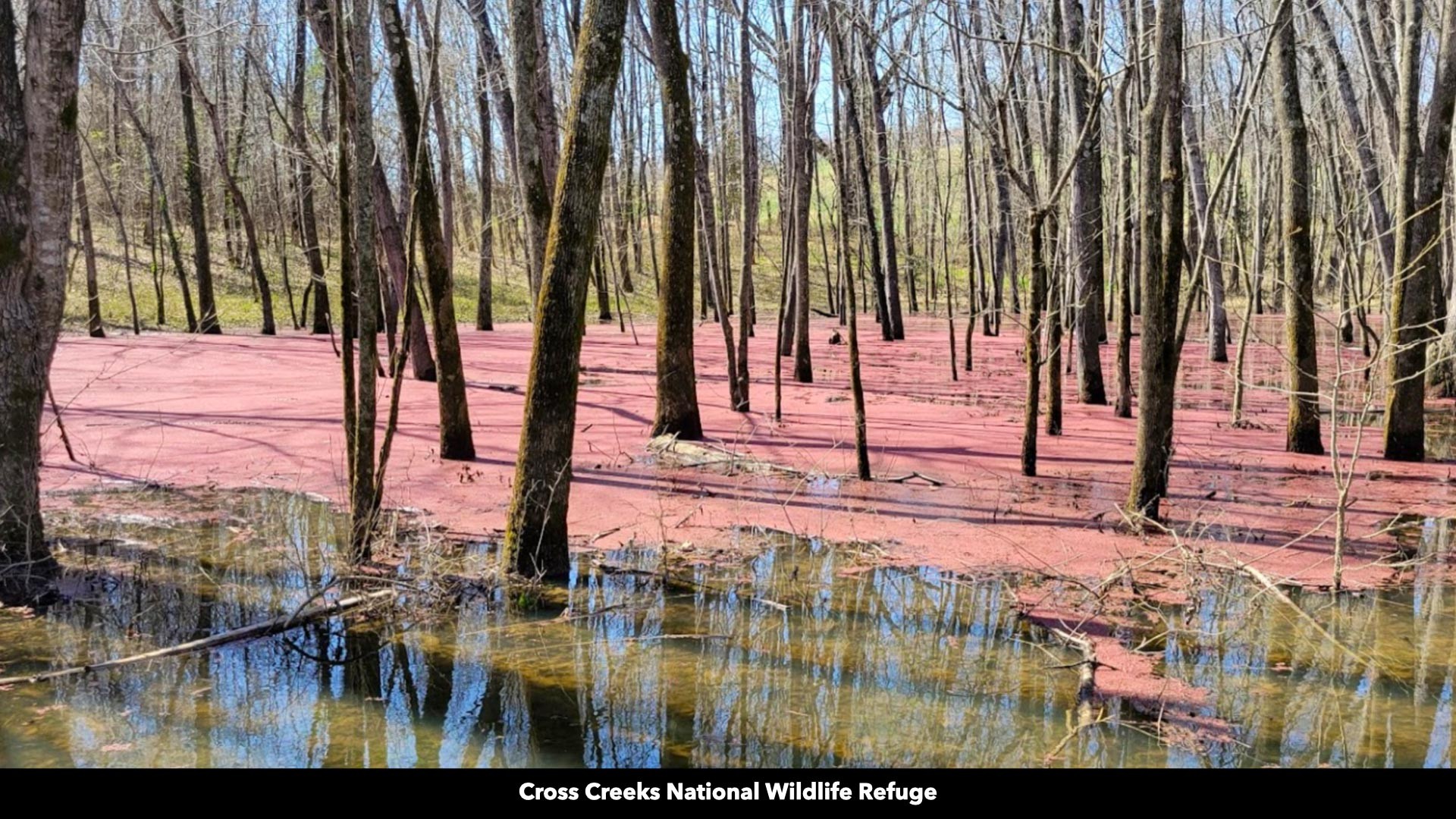 296 South Skunk Hollow Road Dover, TN 37058 - Photo 64 of 96