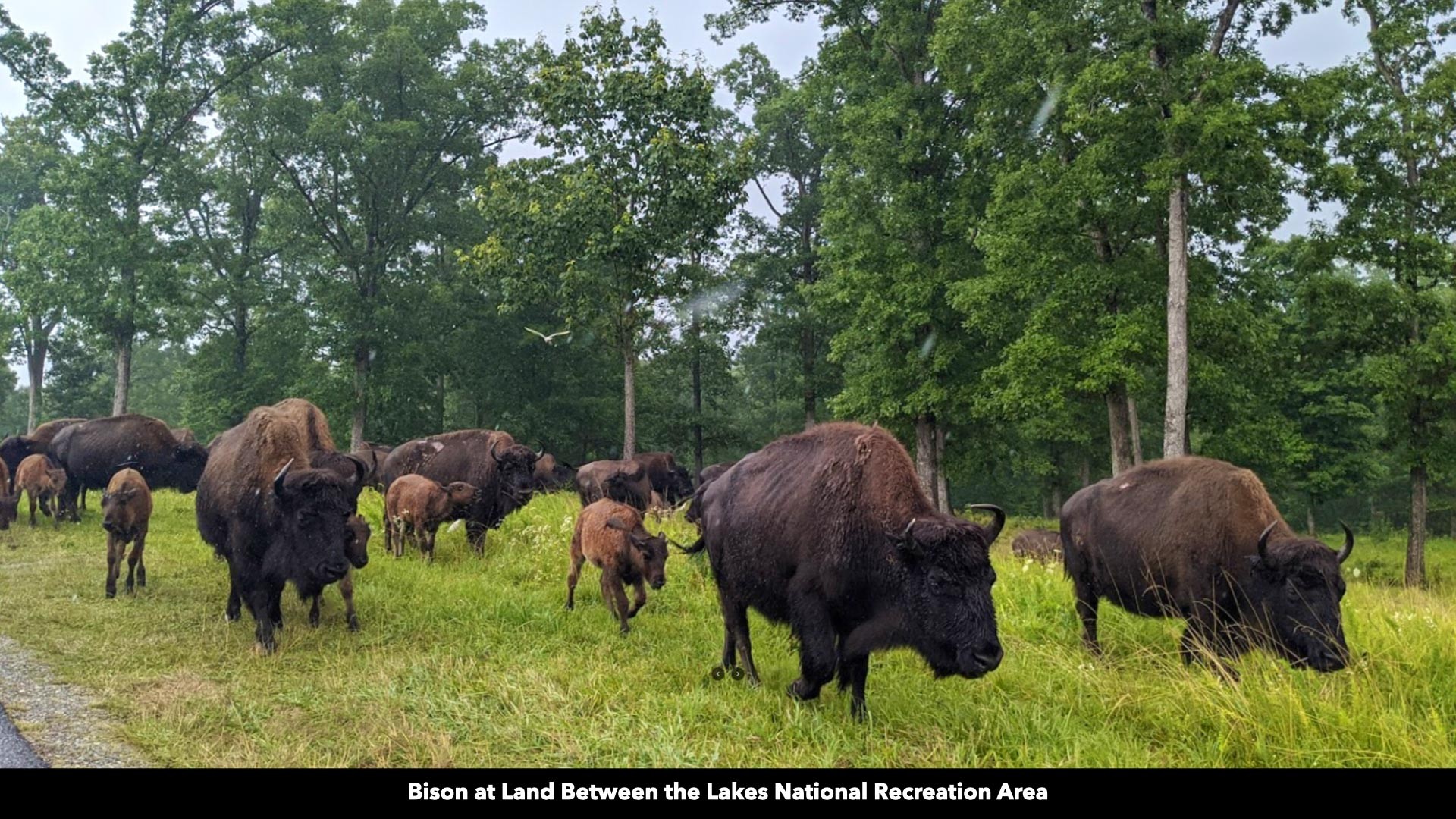 296 South Skunk Hollow Road Dover, TN 37058 - Photo 91 of 96