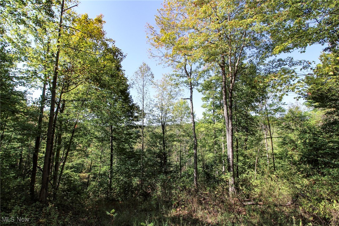 Lot 3 Moss Run Road Marietta, OH 45750 - Photo 12 of 14 View of wooded area