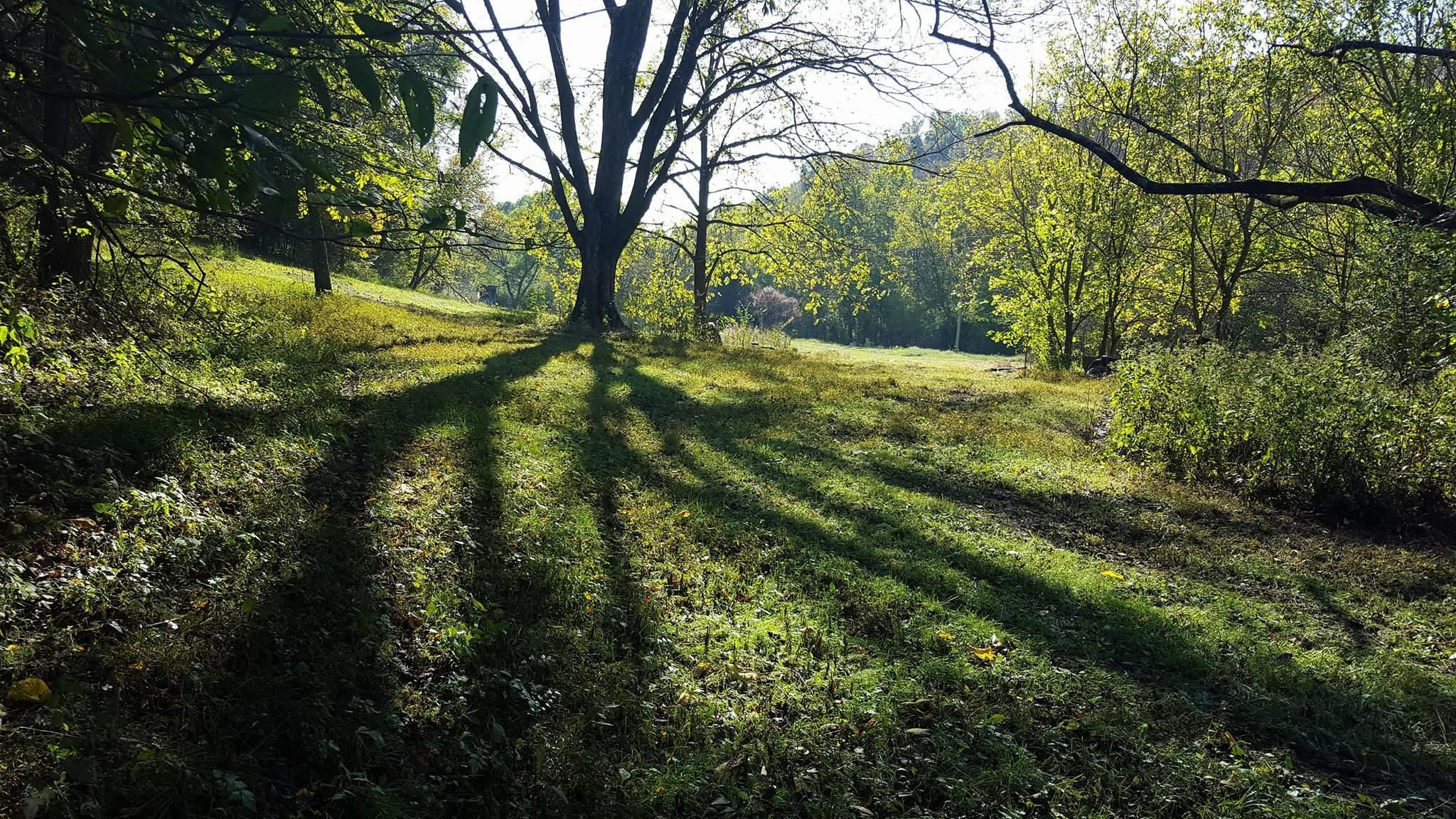 2233 Peach Road Minor Hill, TN 38473 - Photo 2 of 30 a view of yard