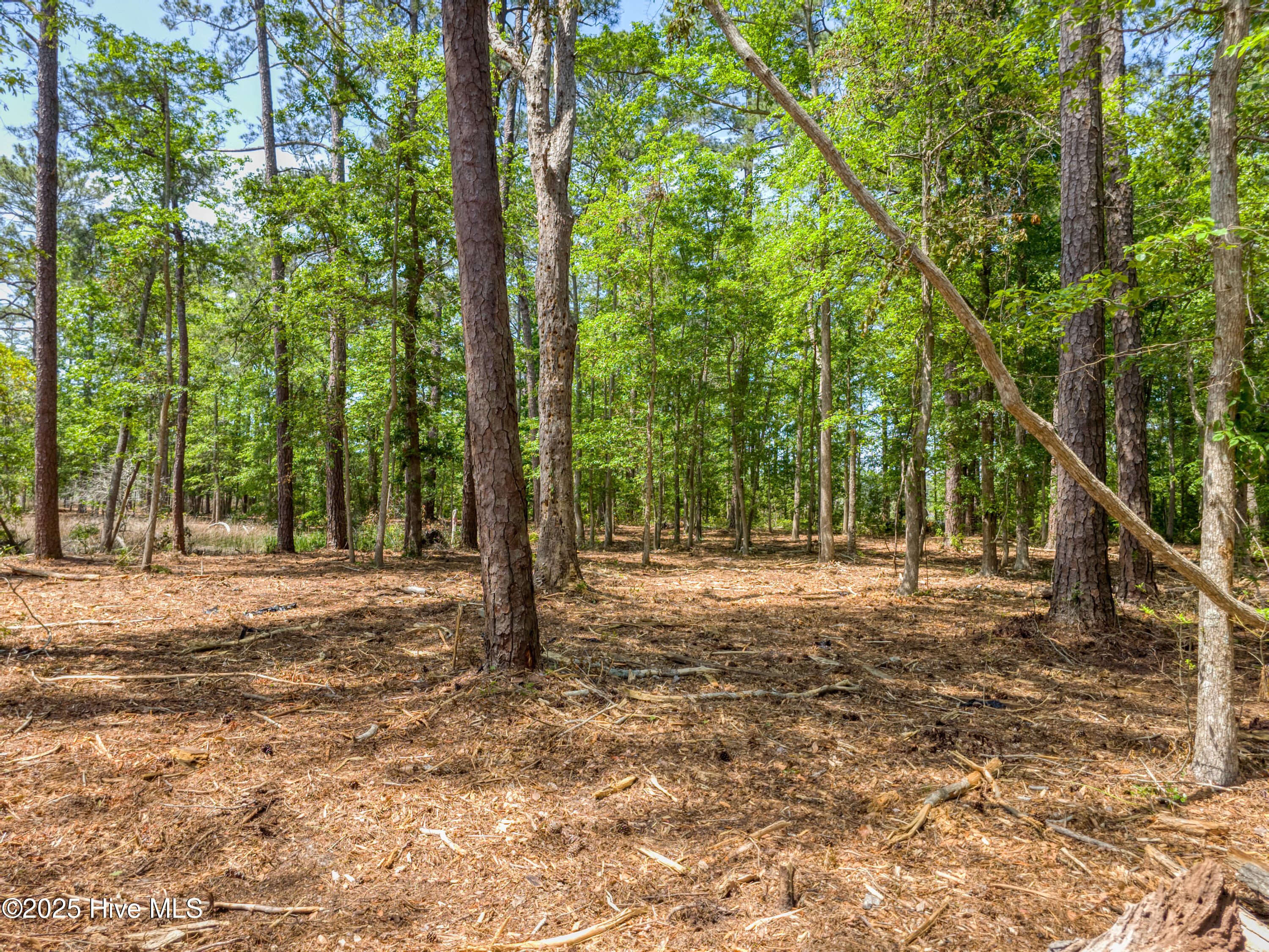 0 Lewis Road Aurora, NC 27806 - Photo 8 of 14 20250508_115959b